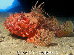 scorpio fish 
island bisevo 
blue cave by Sidon Kovacevic 